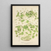 Thalictrum anemonoides - Charles Antoine Lemaire — ingelijst kunstwerk aan de muur