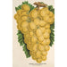 Rozijn Thomson's Golden Champion - Charles Antoine Lemaire — weergave van het kunstwerk