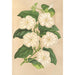Thunbergia fragrans - Charles Antoine Lemaire — weergave van het kunstwerk