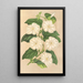 Thunbergia fragrans - Charles Antoine Lemaire — ingelijst kunstwerk aan de muur