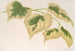 Tilia parvifolia var. fol. varieg. - Charles Antoine Lemaire — weergave van het kunstwerk