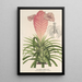 Reproductie van het schilderij Tillandsia Lindeni - Charles Antoine Lemaire