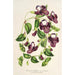 Reproductie van het schilderij Torenia asiatica - Charles Antoine Lemaire