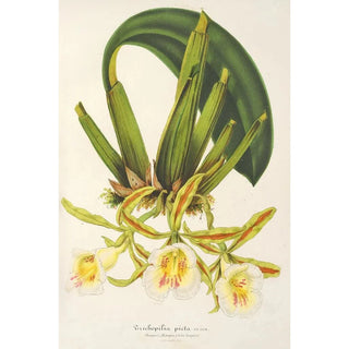 Charles Antoine Lemaire - Trichopilia picta.webp