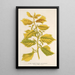Reproductie van het schilderij Ulmus campestris var aurea - Charles Antoine Lemaire