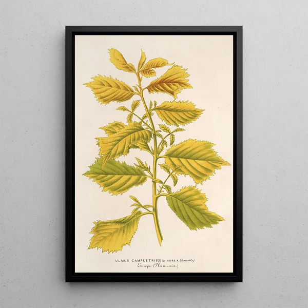 Charles Antoine Lemaire - Ulmus campestris var aurea.webp