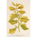 Reproductie van het schilderij Ulmus campestris var aurea - Charles Antoine Lemaire