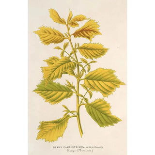 Charles Antoine Lemaire - Ulmus campestris var aurea.webp