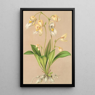 Charles Antoine Lemaire - Utricularia montana.webp
