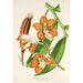 Reproductie van het schilderij Vanda Cathearty - Charles Antoine Lemaire