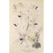 Vanda coerulea - Charles Antoine Lemaire — weergave van het kunstwerk