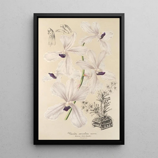 Charles Antoine Lemaire - Vanda crulea.webp