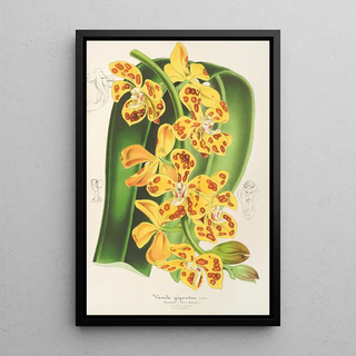 Charles Antoine Lemaire - Vanda gigantea.webp