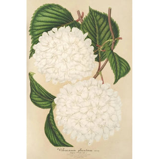 Charles Antoine Lemaire - Viburnum plicatum.webp