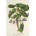 Reproductie van het schilderij Viola arborea Brandyana - Charles Antoine Lemaire