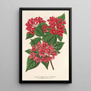 Charles Antoine Lemaire - Weigelia Middendorffiana var purpurata.webp