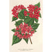 Reproductie van het schilderij Weigelia Middendorffiana var purpurata - Charles Antoine Lemaire