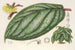 Witheringia pogonandra - Charles Antoine Lemaire — weergave van het kunstwerk