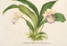 Zygopetalum Warscewiczella marginatum - Charles Antoine Lemaire — weergave van het kunstwerk