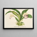 Zygopetalum Warscewiczella marginatum - Charles Antoine Lemaire — ingelijst kunstwerk aan de muur