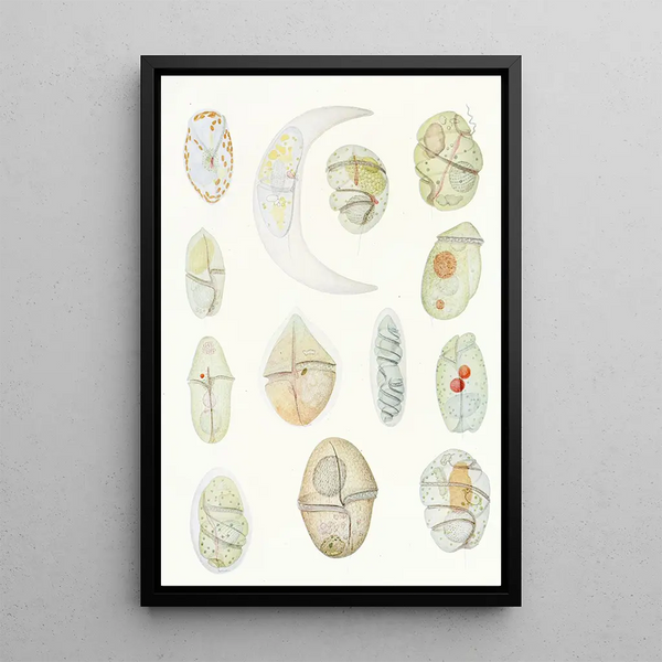 Charles Atwood Kofoid - The freeliving unarmored dinoflagellata pl 2.webp