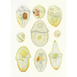 Charles Atwood Kofoid - The freeliving unarmored dinoflagellata pl 3.webp