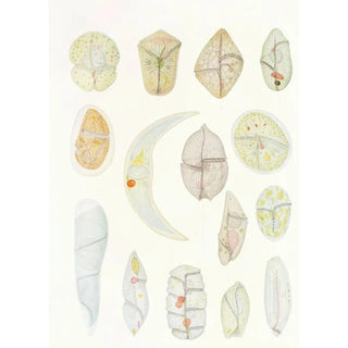Charles Atwood Kofoid - The freeliving unarmored dinoflagellata pl 4.webp