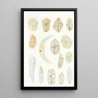 Charles Atwood Kofoid - The freeliving unarmored dinoflagellata pl 4.webp