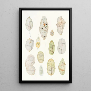 Charles Atwood Kofoid - The freeliving unarmored dinoflagellata pl 7.webp