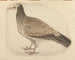 Vautour égyptien - Charles Collins — weergave van het kunstwerk