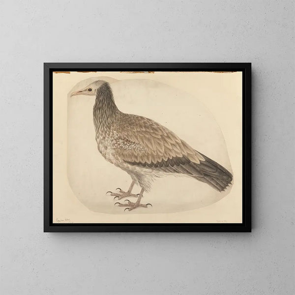 Egyptian Vulture Painting - Charles Collins — framed artwork on a wall