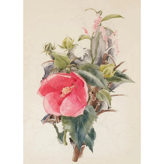 Charles Demuth - Hibiscus.webp