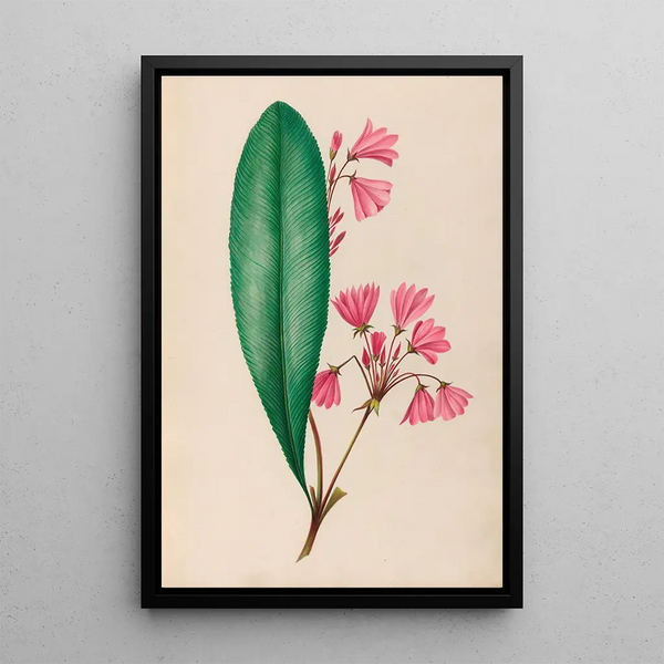 Charles Empson - Drawings of tropical flowers and fruits from South America Pl01.webp