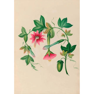 Charles Empson - Drawings of tropical flowers and fruits from South America Pl03.webp