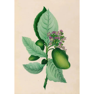 Charles Empson - Drawings of tropical flowers and fruits from South America Pl04.webp