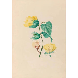 Charles Empson - Drawings of tropical flowers and fruits from South America Pl05.webp