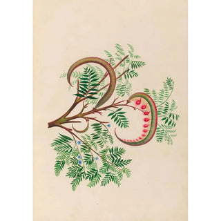 Charles Empson - Drawings of tropical flowers and fruits from South America Pl09.webp