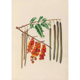 Charles Empson - Drawings of tropical flowers and fruits from South America Pl11.webp
