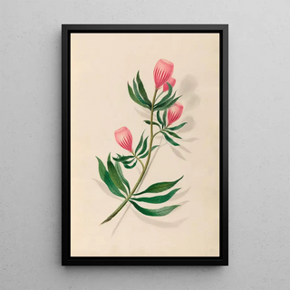 Charles Empson - Drawings of tropical flowers and fruits from South America Pl14.webp