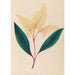 Reproductie van het schilderij van tropische bloemen- en fruittekeningen uit Zuid-Amerika Pl18 - Charles Empson