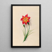 van tropische bloemen en fruit uit Zuid-Amerika Pl19 - Charles Empson — ingelijst kunstwerk aan de muur