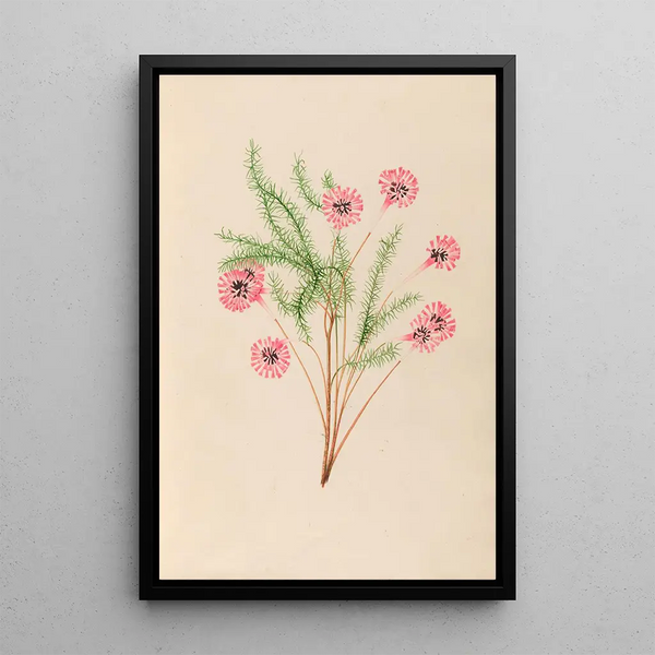 Charles Empson - Drawings of tropical flowers and fruits from South America Pl21.webp