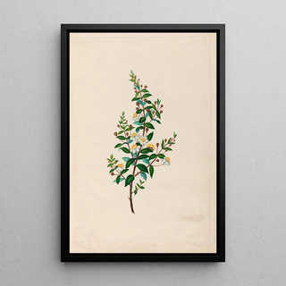 Charles Empson - Drawings of tropical flowers and fruits from South America Pl23.webp