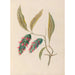 van bloemen- en tropische fruittekeningen uit Zuid-Amerika Pl24 - Charles Empson — weergave van het kunstwerk