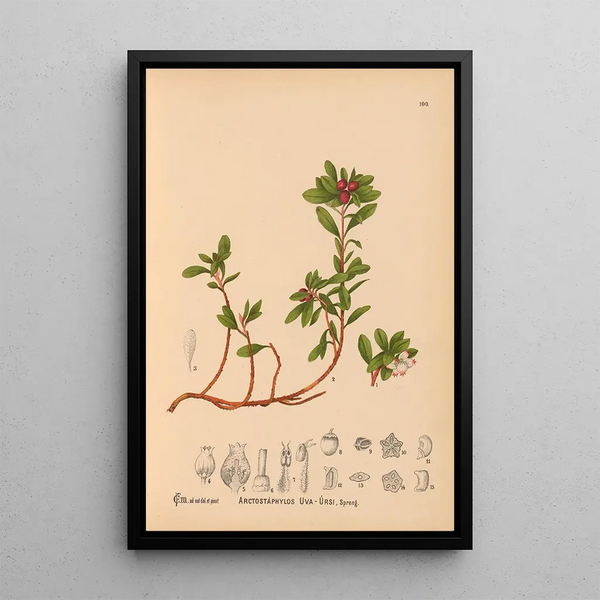 Charles Frederick Millspaugh - Medicinal Plants Pl001.webp