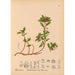 Reproductie van het schilderij Geneeskrachtige planten Pl001 - Charles Frederick Millspaugh
