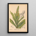 Reproductie van het schilderij Geneeskrachtige planten Pl003 - Charles Frederick Millspaugh
