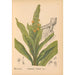 Reproductie van het schilderij Geneeskrachtige planten Pl003 - Charles Frederick Millspaugh