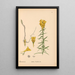 Reproductie van het schilderij Geneeskrachtige planten Pl004 - Charles Frederick Millspaugh
