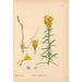 Reproductie van het schilderij Geneeskrachtige planten Pl004 - Charles Frederick Millspaugh